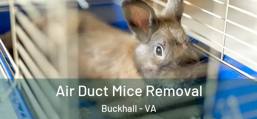  Air Duct Mice Removal Buckhall - VA